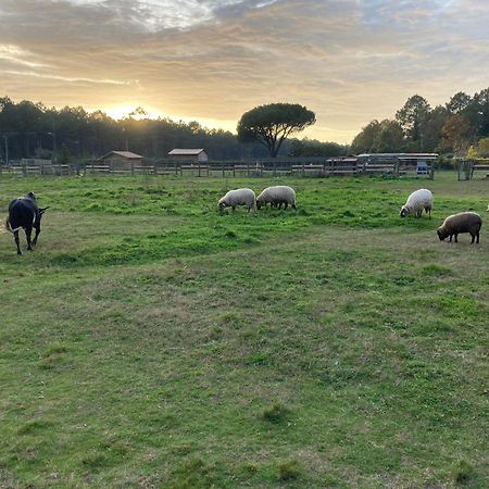 Gite - La Ferme A La Plage Le Porge Exterior foto